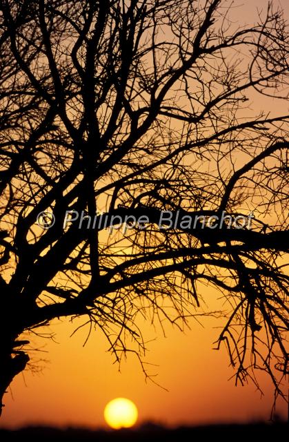 chypre 26.JPG - Olivier au coucher du soleilChypre